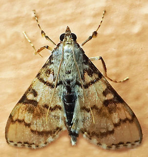 Azochis sp. Dapa, Valle Del Cauca,2100m