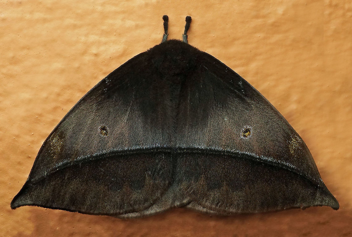 Gamelia rubriluna Dapa. Valle Del Cauca, 2100m Gamelia rubriluna