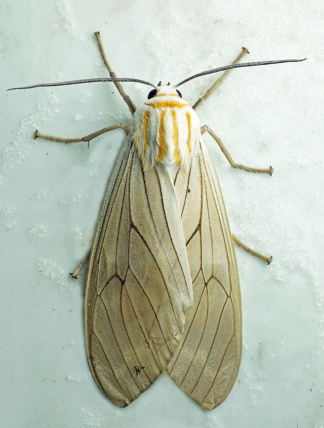 Amastus aconia Dapa. Valle Del Cauca, 2100m Amastus aconia