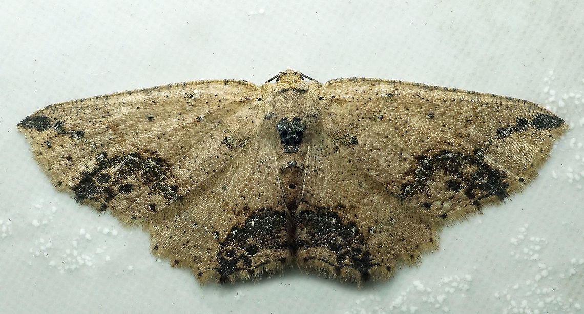 Isochromodes granula Dapa. Valle Del Cauca, 2100m Isochromodes granula