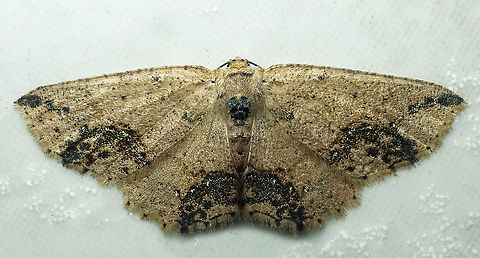 Isochromodes granula Dapa. Valle Del Cauca, 2100m Isochromodes granula