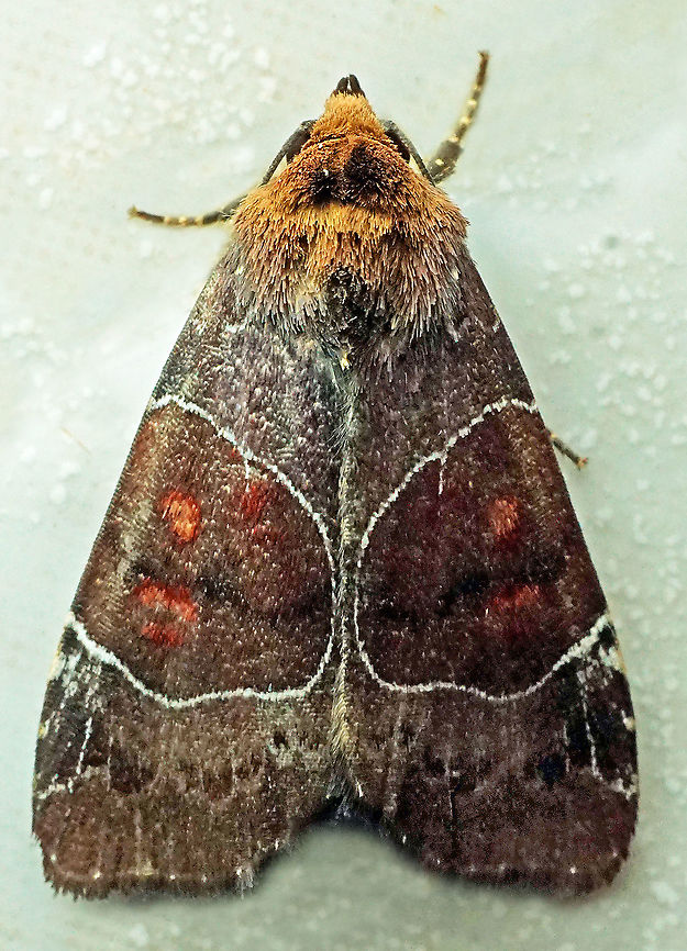 Hampsonodes mastoides Dapa, Valle Del Cauca, 2100m Hampsonodes mastoides