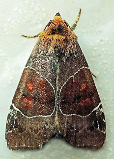 Hampsonodes mastoides Dapa, Valle Del Cauca, 2100m Hampsonodes mastoides