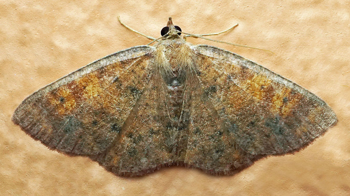 #576 Dapa, Valle Del Cauca, 2100m