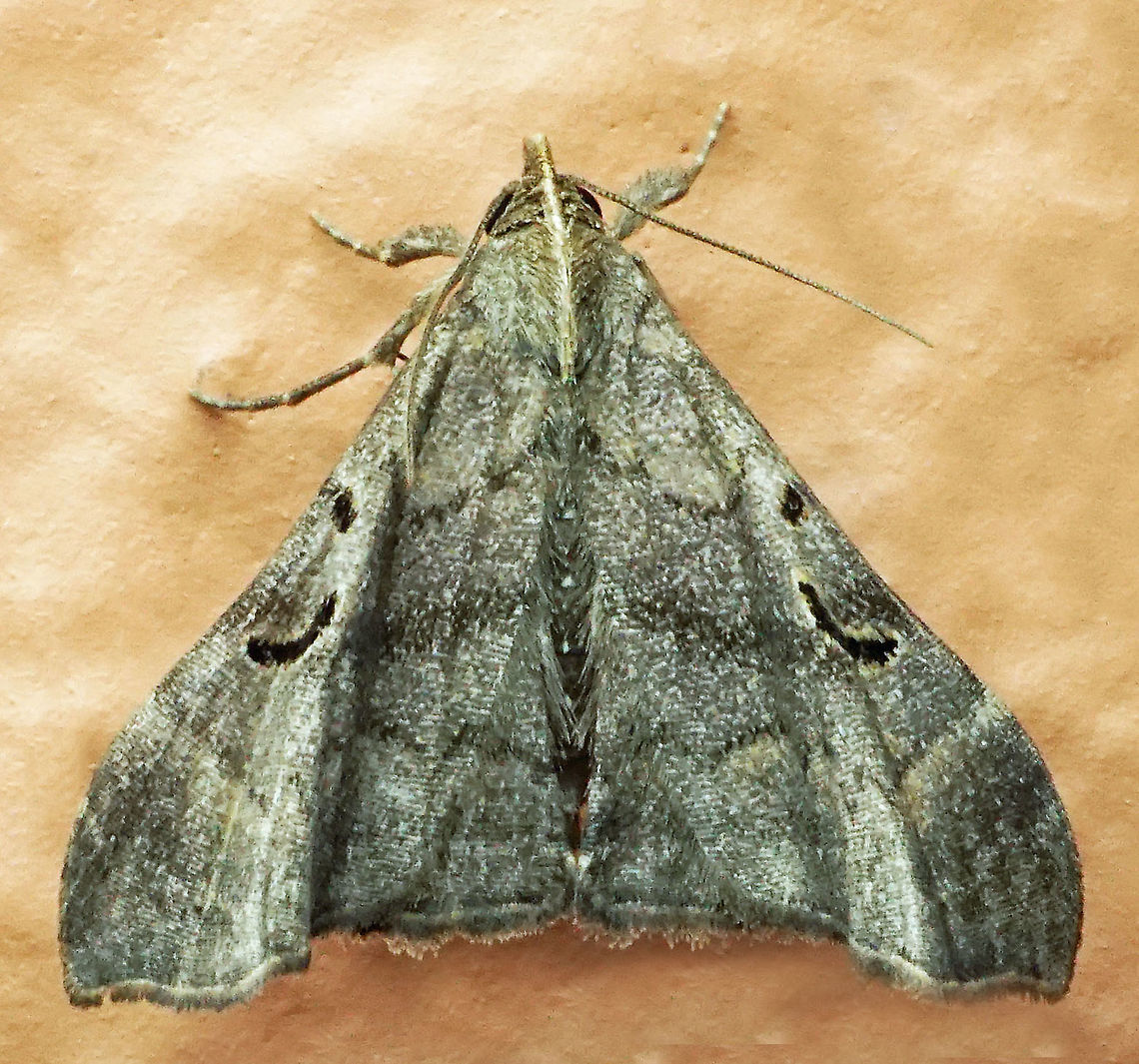 #577 Dapa, Valle Del Cauca, 2100m