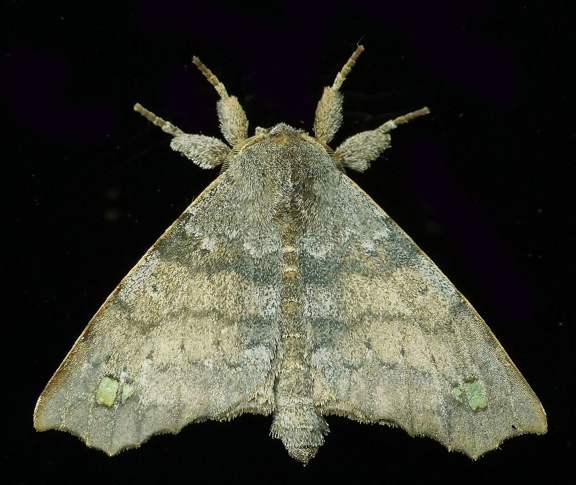 #578 Dapa, Valle Del Cauca, 2100m