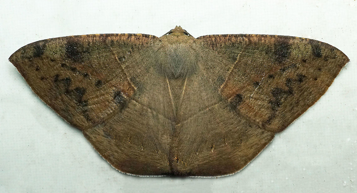 #579 Dapa, Valle Del Cauca, 2100m