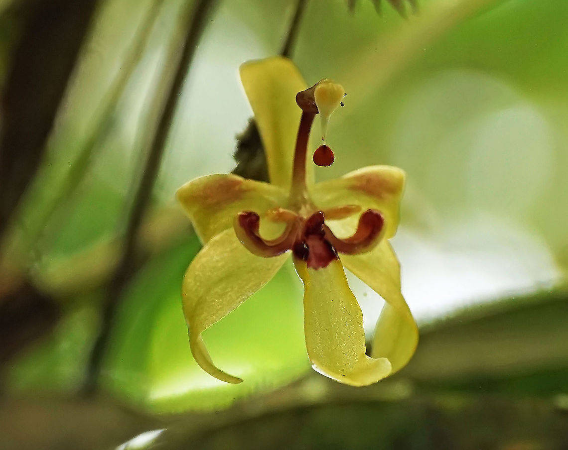 Sigmatostalix sergii Reserva Rio Bravo, Valle Del Cauca,1450m Sigmatostalix sergii