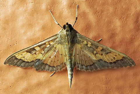 Diacme elealis Dapa, Valle Del Cauca, 2100m Diacme elealis
