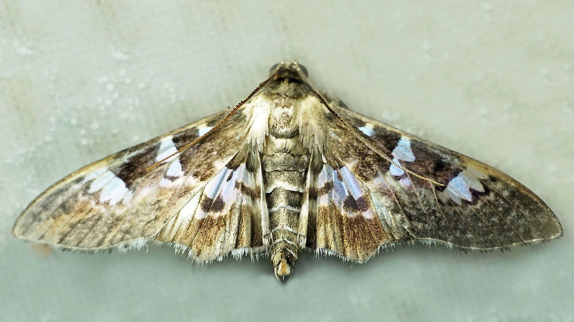 Desmia sp. Dapa, Valle Del Cauca, 2100m