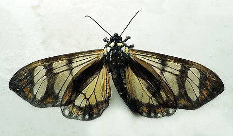 Dysschema sp. Dapa, Valle Del Cauca, 2100m