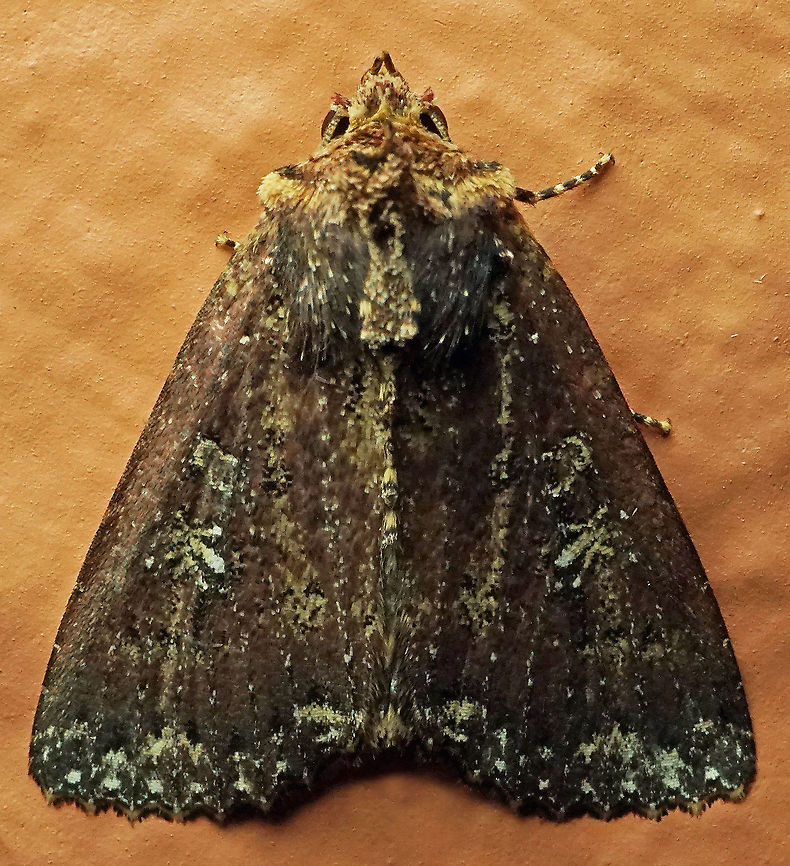 Condica sp. Dapa, Valle Del Cauca, 2100m