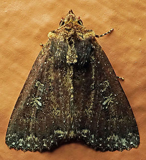 Condica sp. Dapa, Valle Del Cauca, 2100m