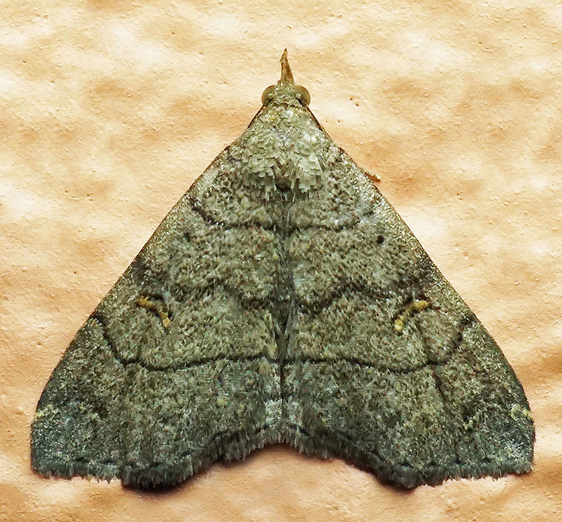 Toxonprucha sp. Dapa, Valle Del Cauca, 2100m