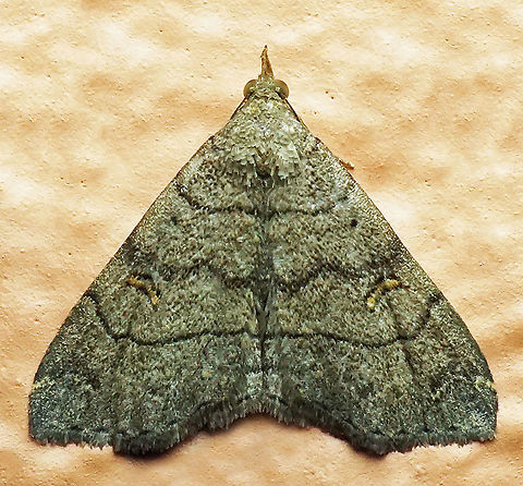 Toxonprucha sp. Dapa, Valle Del Cauca, 2100m