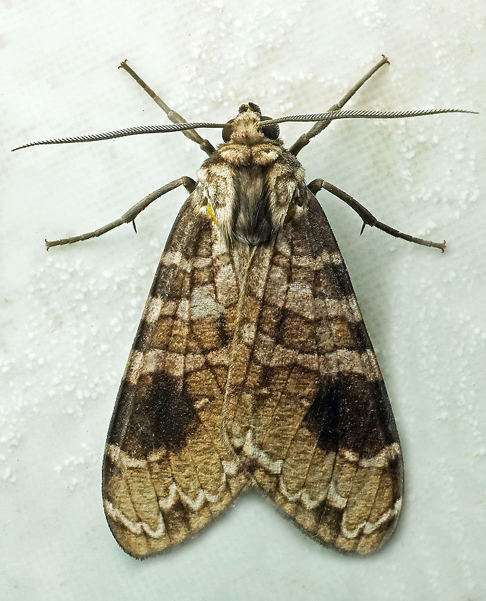 Elysius melanoplaga Dapa, Valle Del Cauca, 2100m Elysius melanoplaga