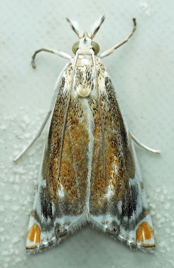 #586 Dapa, Valle Del Cauca, 2100m