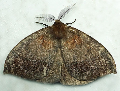 #587 Dapa, Valle Del Cauca, 2100m