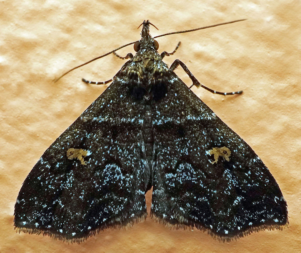 Tetanolita sp. Dapa, Valle Del Cauca, 2100m