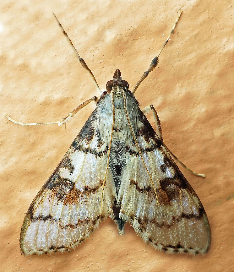 Azochis phillips Dapa, Valle Del Cauca, 2100m Azochis phillips