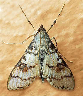 Azochis phillips Dapa, Valle Del Cauca, 2100m Azochis phillips