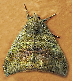 #590 Dapa, Valle Del Cauca, 2100m