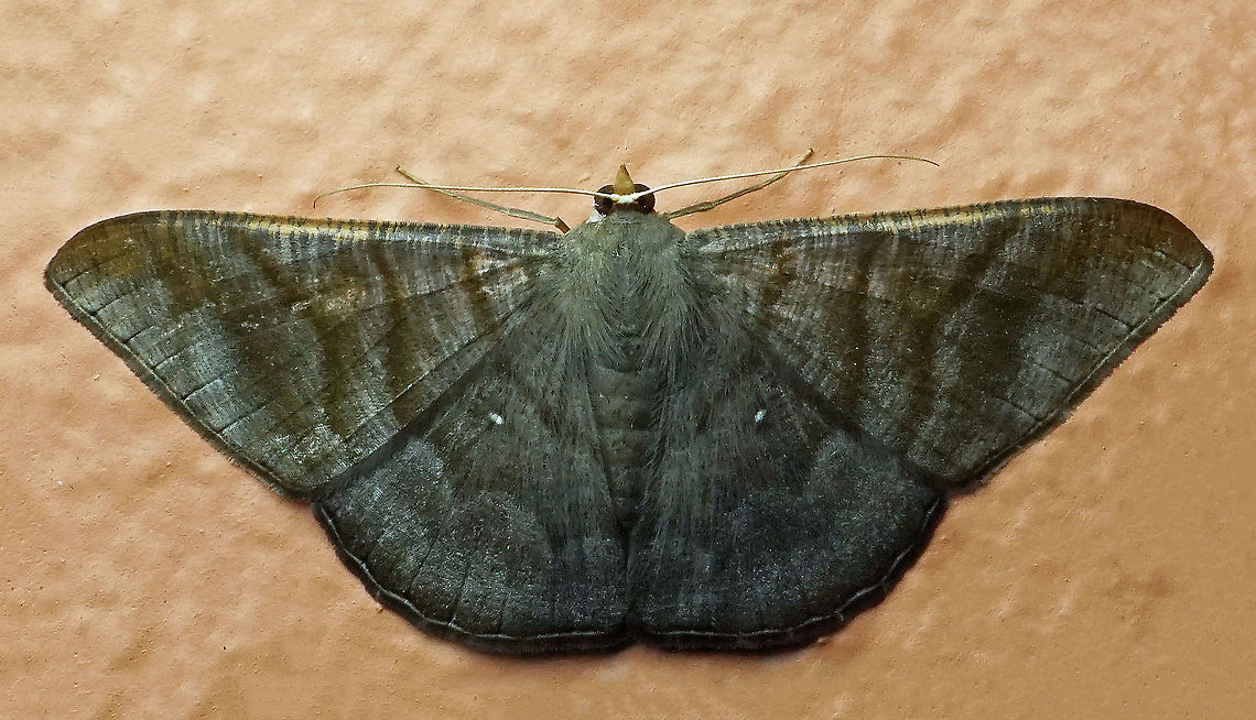 Sphacelodes vulneraria Dapa, Valle Del Cauca, 2100m Sphacelodes vulneraria