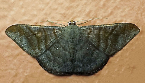 Sphacelodes vulneraria Dapa, Valle Del Cauca, 2100m Sphacelodes vulneraria