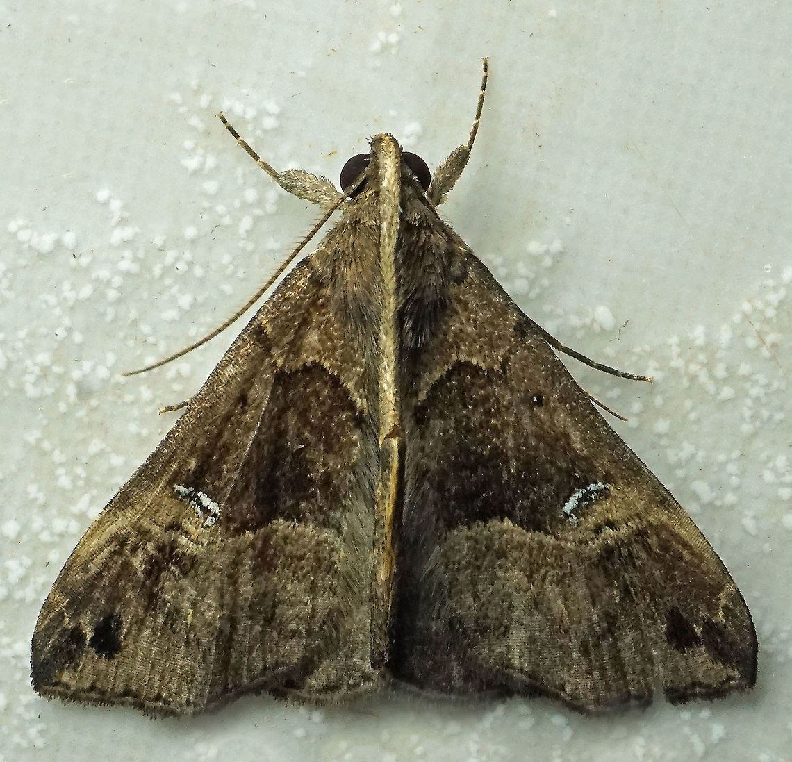 Hypena sp. Dapa, Valle Del Cauca, 2100m