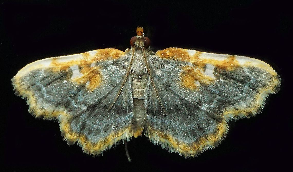 #592 Dapa, Valle Del Cauca, 2100m