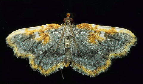 #592 Dapa, Valle Del Cauca, 2100m