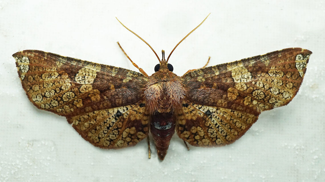 Rhodoneura nebulosa Dapa, Valle Del Cauca, 2100m Rhodoneura nebulosa