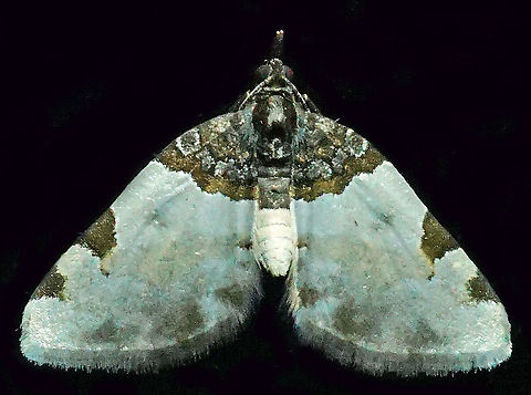 #594 Dapa, Valle Del Cauca, 2100m