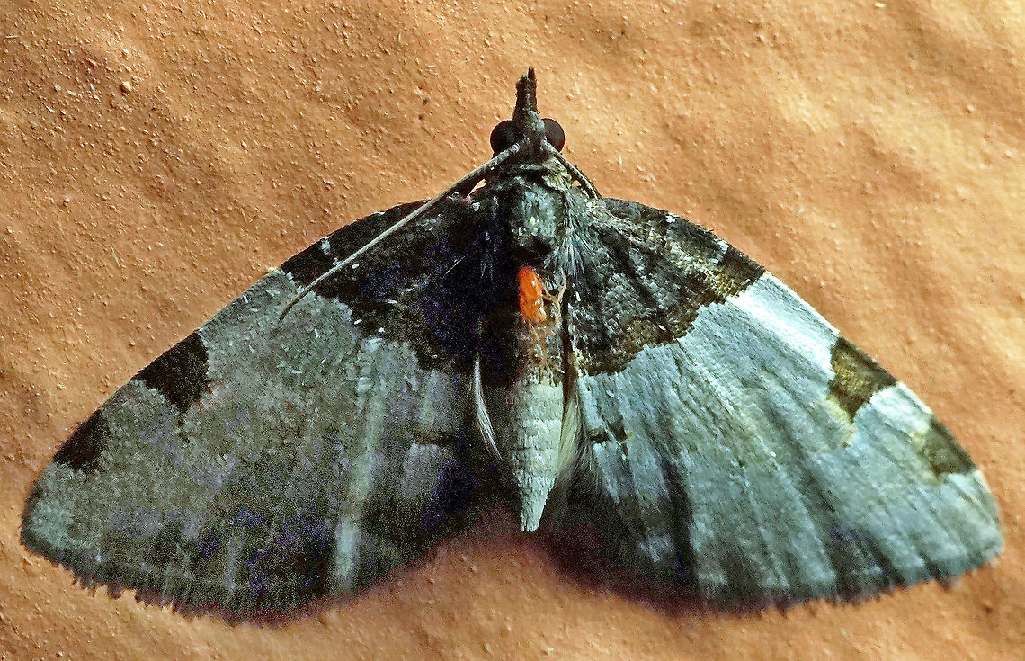 #595 Dapa, Valle Del Cauca, 2100m