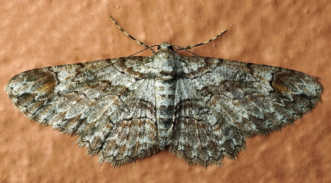 Iridopsis sp. Dapa, Valle Del Cauca, 2100m