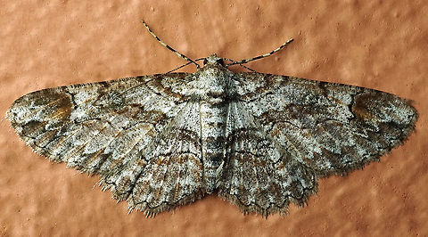 Iridopsis sp. Dapa, Valle Del Cauca, 2100m