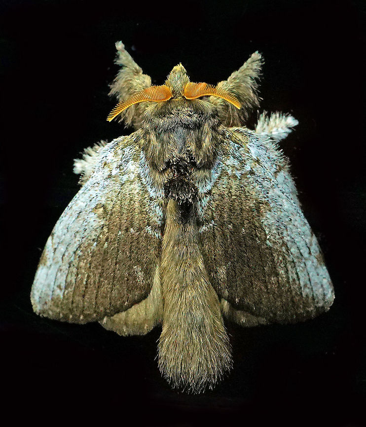 Euglyphis sp. Dapa, Valle Del Cauca<br />
2100m