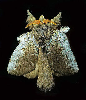 Euglyphis sp. Dapa, Valle Del Cauca
2100m