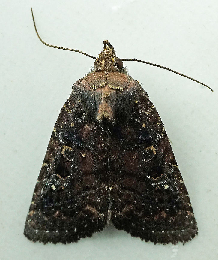 #591 Dapa, Valle Del Cauca<br />
2100m