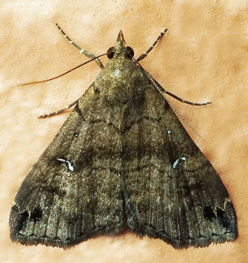 #596 Dapa, Valle Del Cauca<br />
2100m