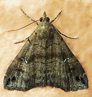 #596 Dapa, Valle Del Cauca
2100m