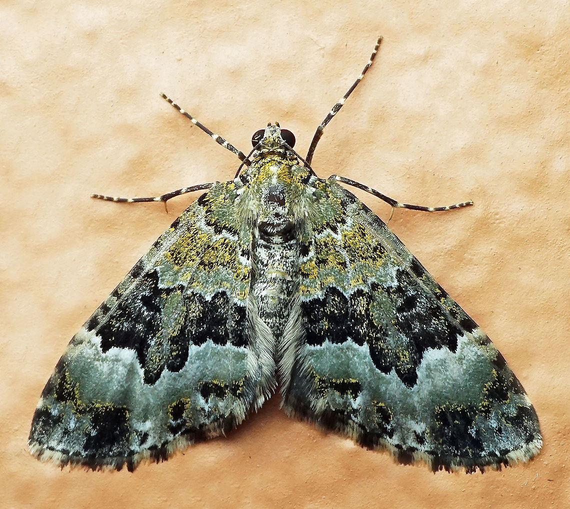 #597 Dapa, Valle Del Cauca, 2100m