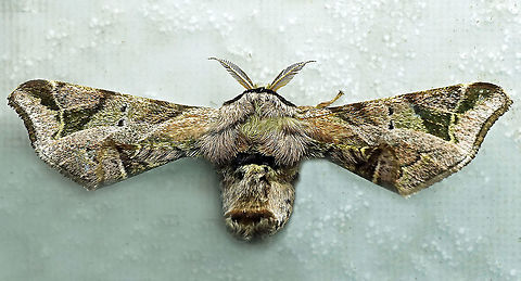 Quentalia sp. Dapa, Valle Del Cauca, 2100m