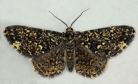 #598 Dapa, Valle Del Cauca
2100m