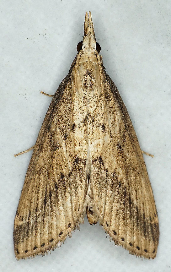 Donacaula sp. Dapa, Valle Del Cauca<br />
2100m