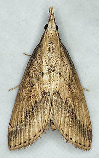 Donacaula sp. Dapa, Valle Del Cauca
2100m