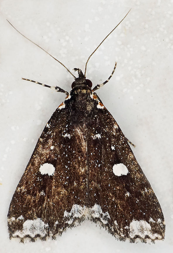 Rejectaria amicalis Dapa, Valle Del Cauca<br />
2100m Rejectaria amicalis