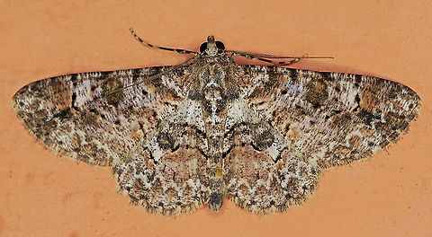 Iridopsis sp. Dapa, Valle Del Cauca
2100m