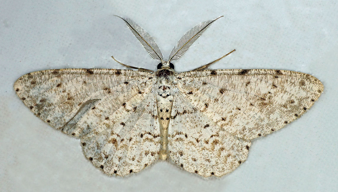 Glena sp. Dapa, Valle Del Cauca<br />
2100m Glena cribrataria