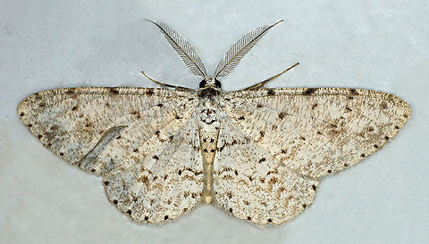 Glena sp. Dapa, Valle Del Cauca
2100m Glena cribrataria